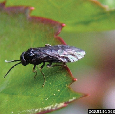 Fig. 15B: Photograph of an adult pear sawfly.